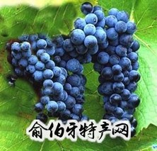 永福山葡萄