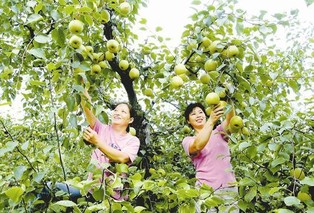 安徽和县：“周祁黄桃”成了香饽饽