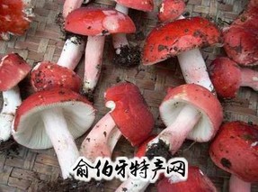 原生态红菇