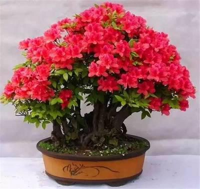 适合过年的花是什么？
