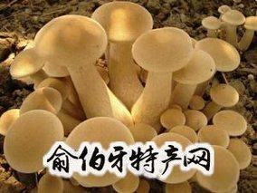 南郑食用菌