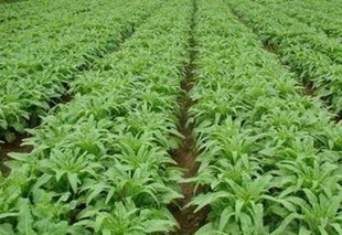 莴苣越冬防病措施