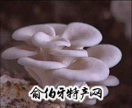 草原白蘑