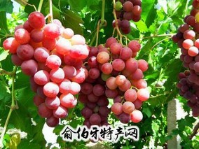 全球红葡萄