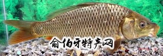 元江鲤