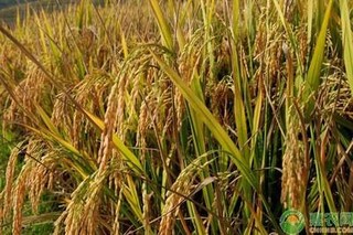 9月稻谷价格多少钱一斤？