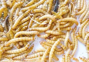 黄粉虫螨害的防治技术