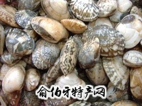 古雷扇贝