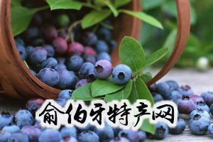 梨树蓝莓