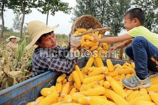 河南滑县家庭农场喜收富硒苹果