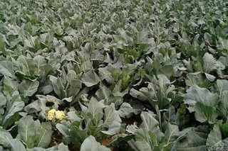 花椰菜细菌性叶斑病防治措施