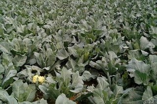 花椰菜细菌性叶斑病防治措施