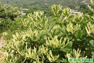 金银花种植什么品种好？