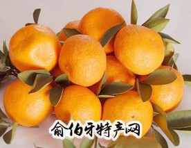 金溪蜜桔