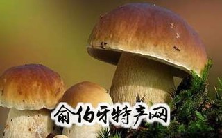 伊春牛肝菌