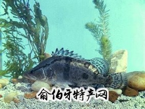 柘林湖鳜鱼