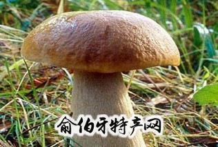 牛肝菌