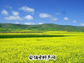 门源油菜籽