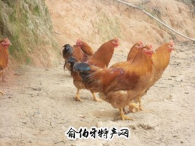 余姚三黄鸡