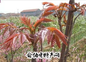 寺头红香椿