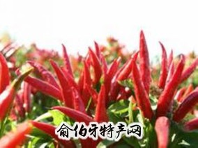 香花辣椒