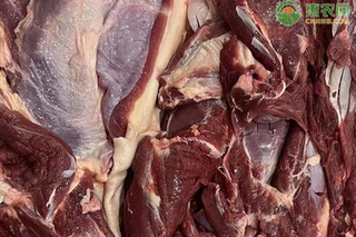 羊肉价格今日价多少钱一斤？