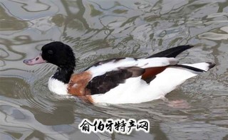 开江麻鸭