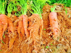 胡萝卜是根还是茎？