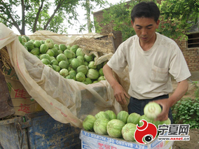 张亮香瓜