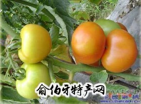 中渡番茄