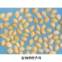 菱湖白扁豆