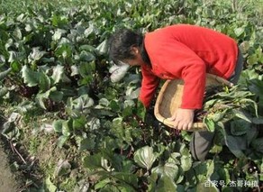 武汉菜薹赴青海反季节种植成功