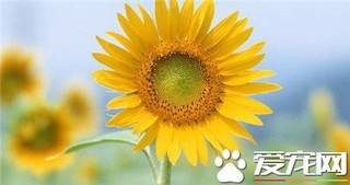 向日葵是怎么传播种子的？向日葵传播种子的方法