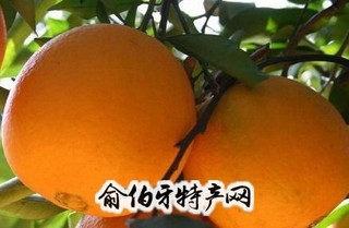 鹿寨蜜橙