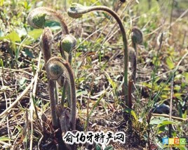 北川薇菜