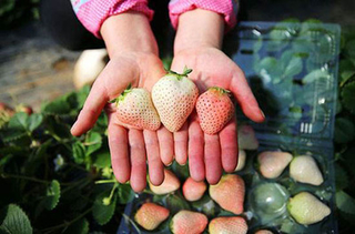 目前市场上草莓价格多少钱一斤？