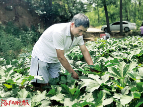 河南宜阳县柳泉镇：种植黄秋葵助致富