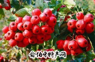 兴隆红果