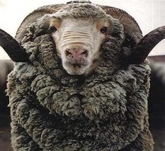 内蒙古细毛羊