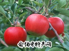淮北苹果