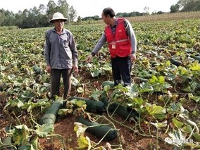 冬瓜种植管理技术的三个要点(冬瓜种植技术与管理)