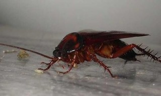 喷了杀虫剂的蟑螂多久会死？家里怎么消除蟑螂？
