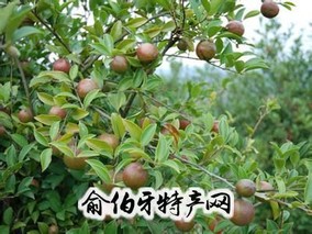 芦溪油茶