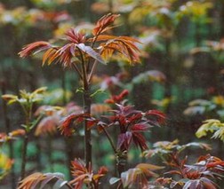 宁强山野菜