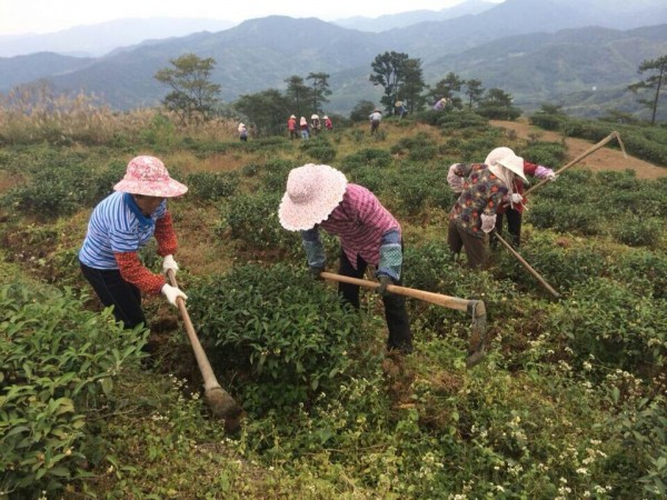 茶园的土壤管理