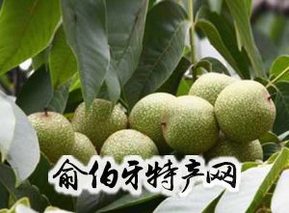 鲁甸核桃