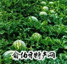 漫河西瓜