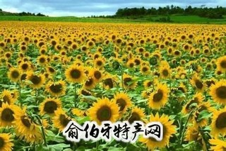 河套向日葵