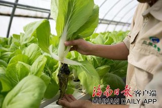 三亚利用黄粉虫种植优质蔬菜