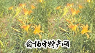 镇原黄花